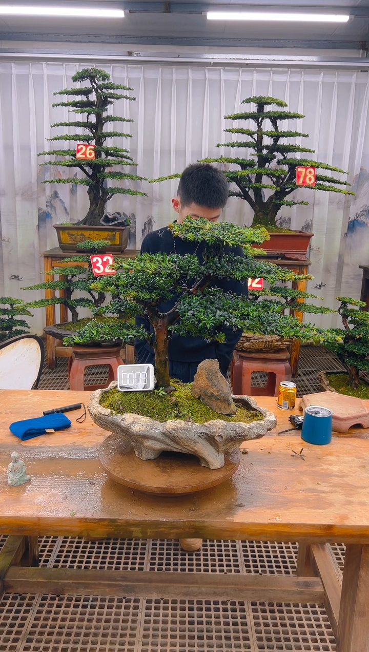 无花朵精品盆景直播间一物一拍