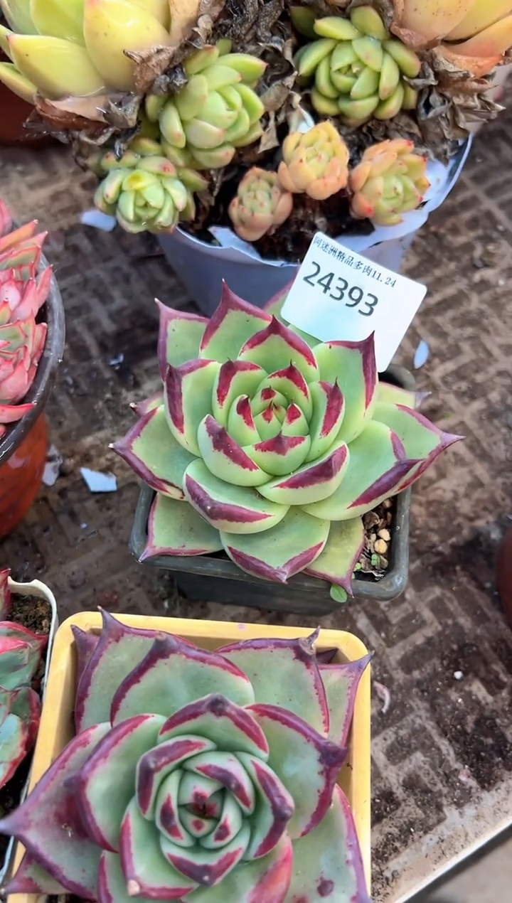z****i多肉植物一物一拍24393
