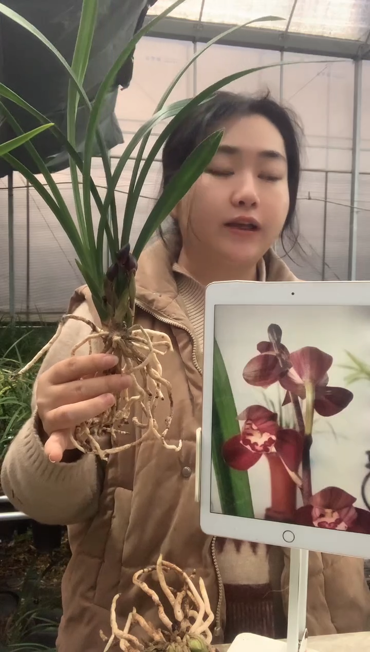 大部分开放少量花苞拂*富贵红荷2颗