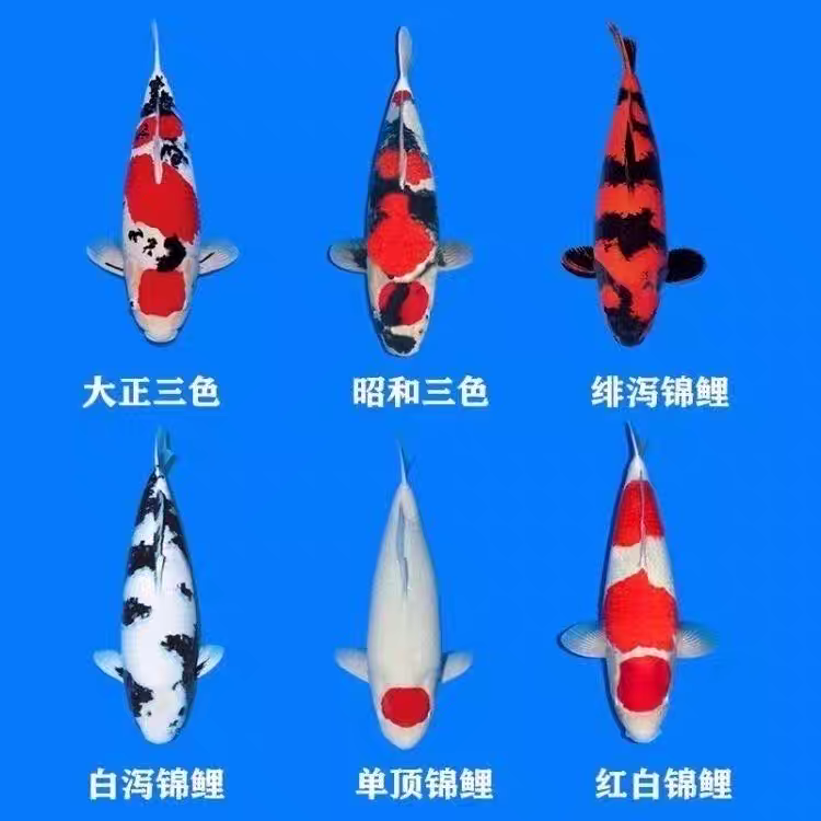 锦鲤观赏鱼顺丰包活不包邮，不支持七天无理由介意勿拍！