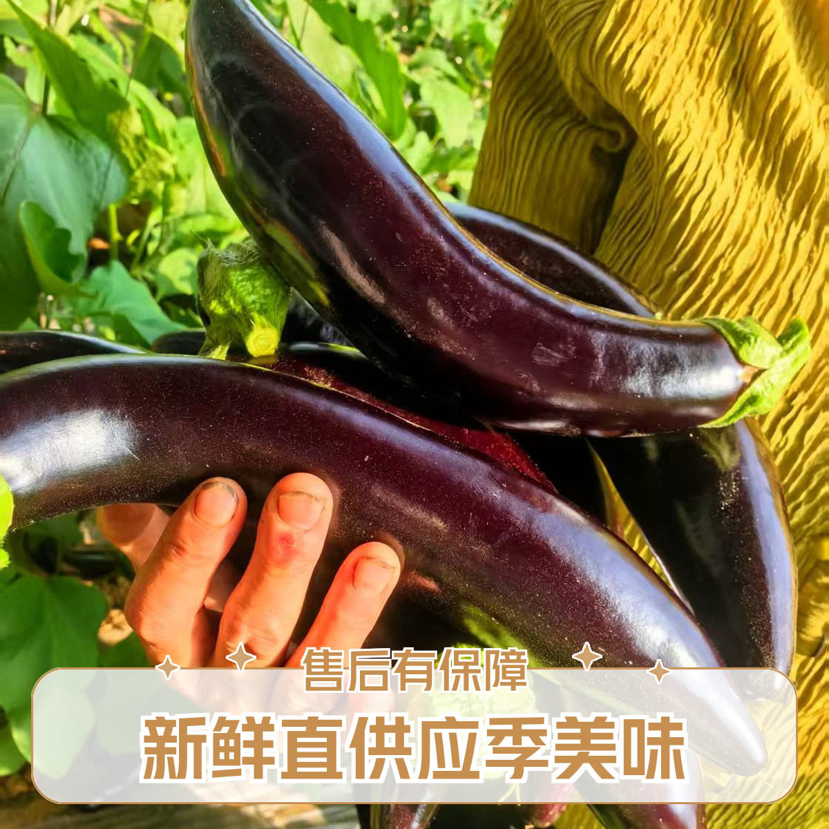 三斤自家大棚种植的长茄子 是个蒸茄泥