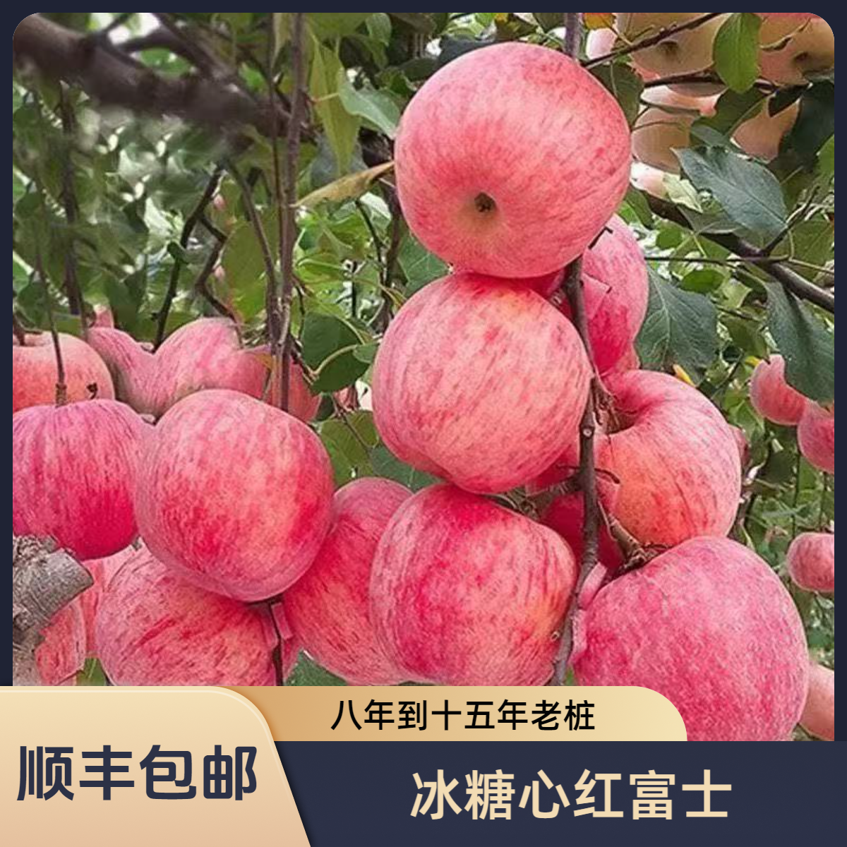 苹果鸡心果带果发货原盆原土顺丰打木架南北方可种植别墅庭院