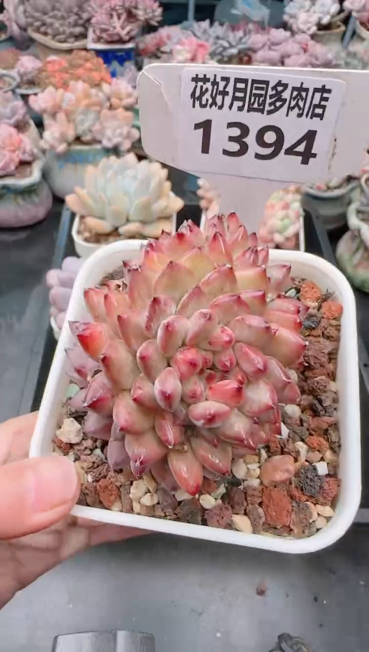 【闪购商品】1394.