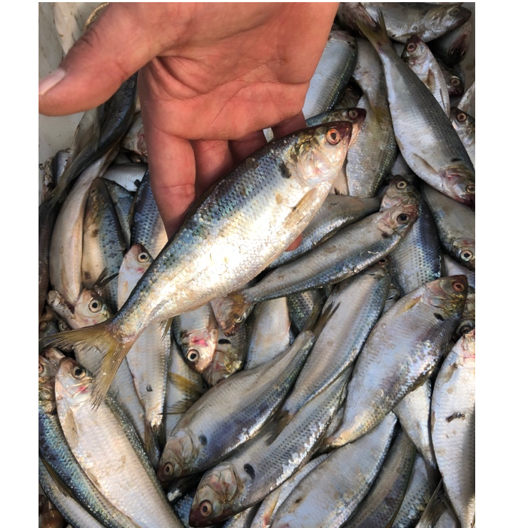 大连本地鲮鲫鱼，（嫌小勿拍）新鲜速冻4斤顺丰包邮