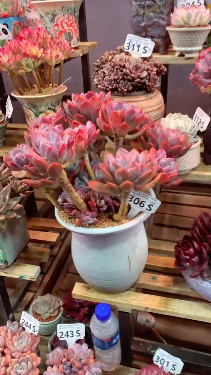 306S（一物一拍，精品多肉，所见即所得 ）