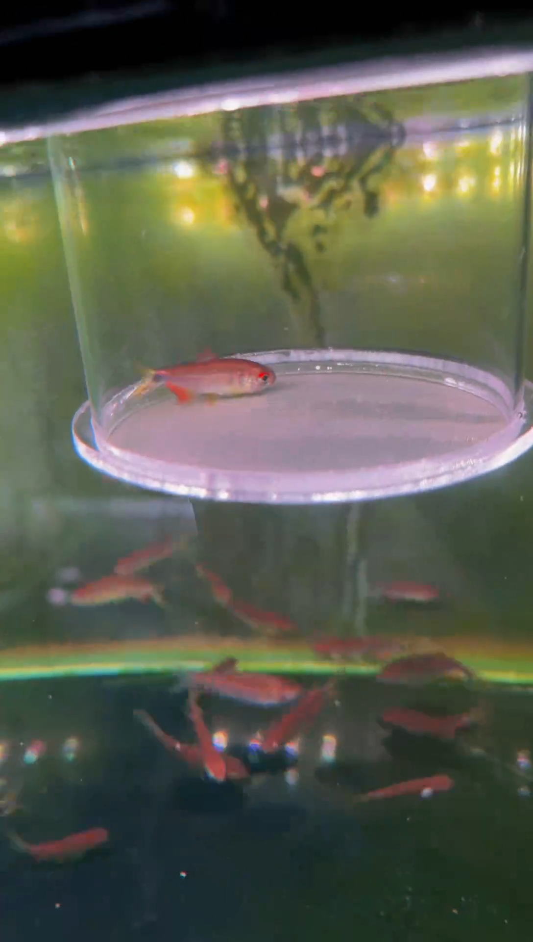 灯科鱼红间胭脂*1