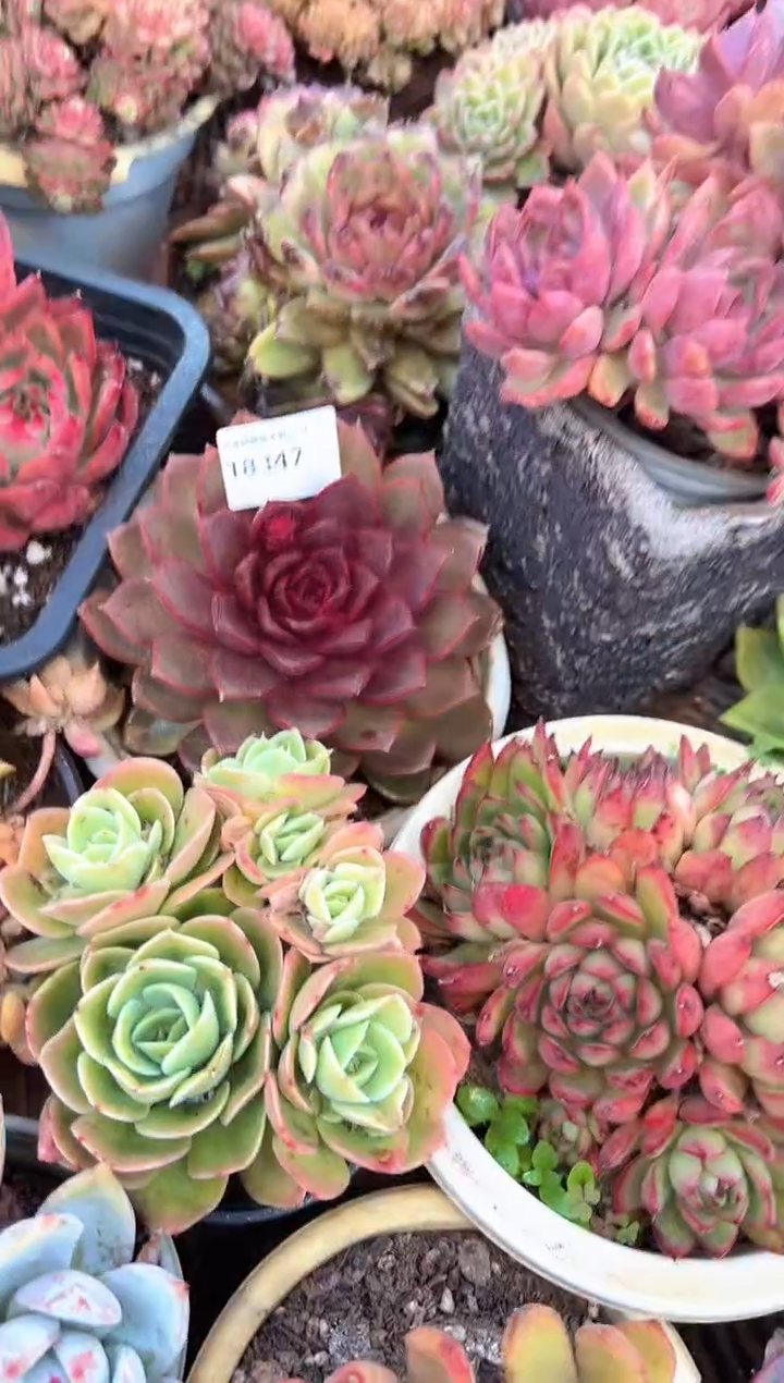 汪*多肉植物一物一拍18347