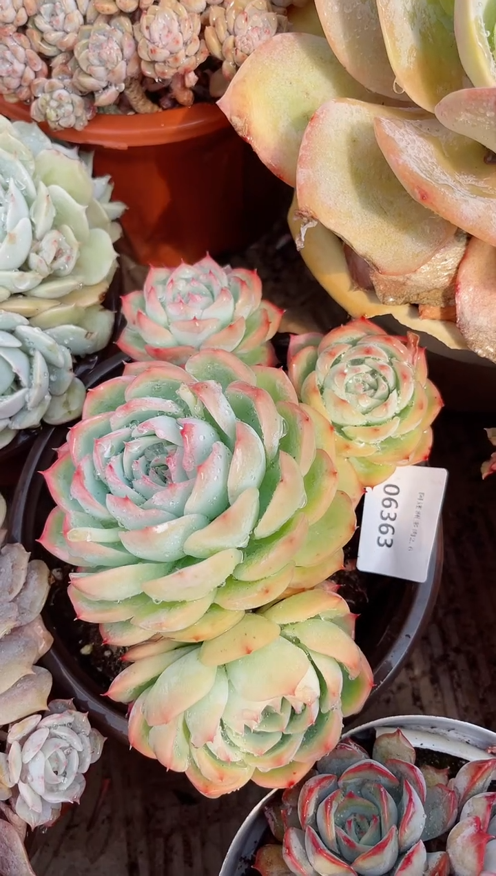 【闪购商品】06363