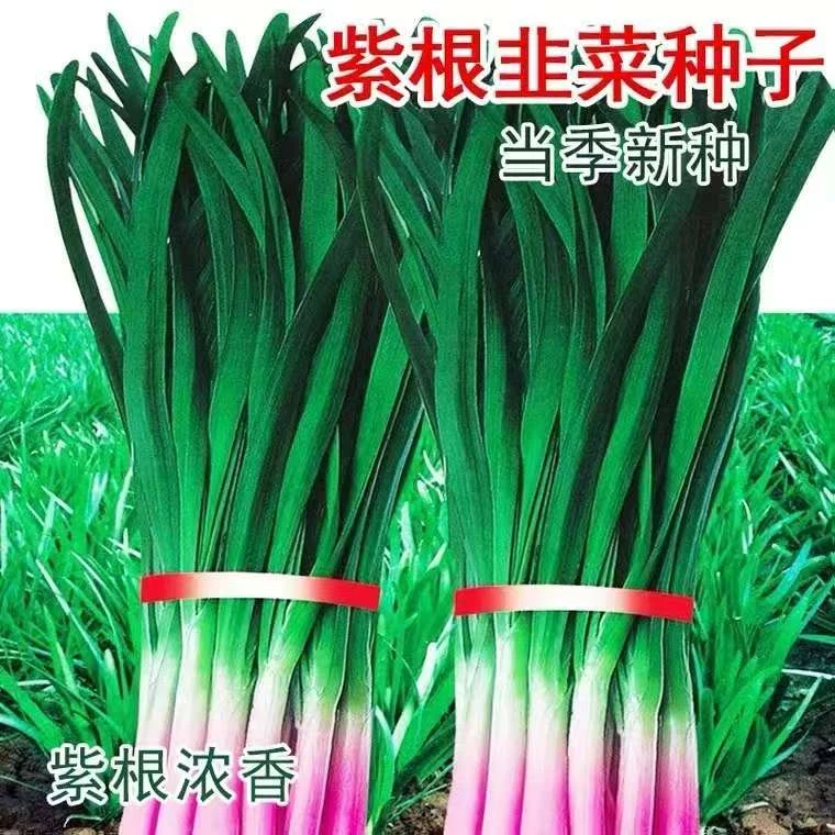 【四季红根韭菜种子】庭院阳台盆栽四季种植蔬菜韭菜种子多茬采收