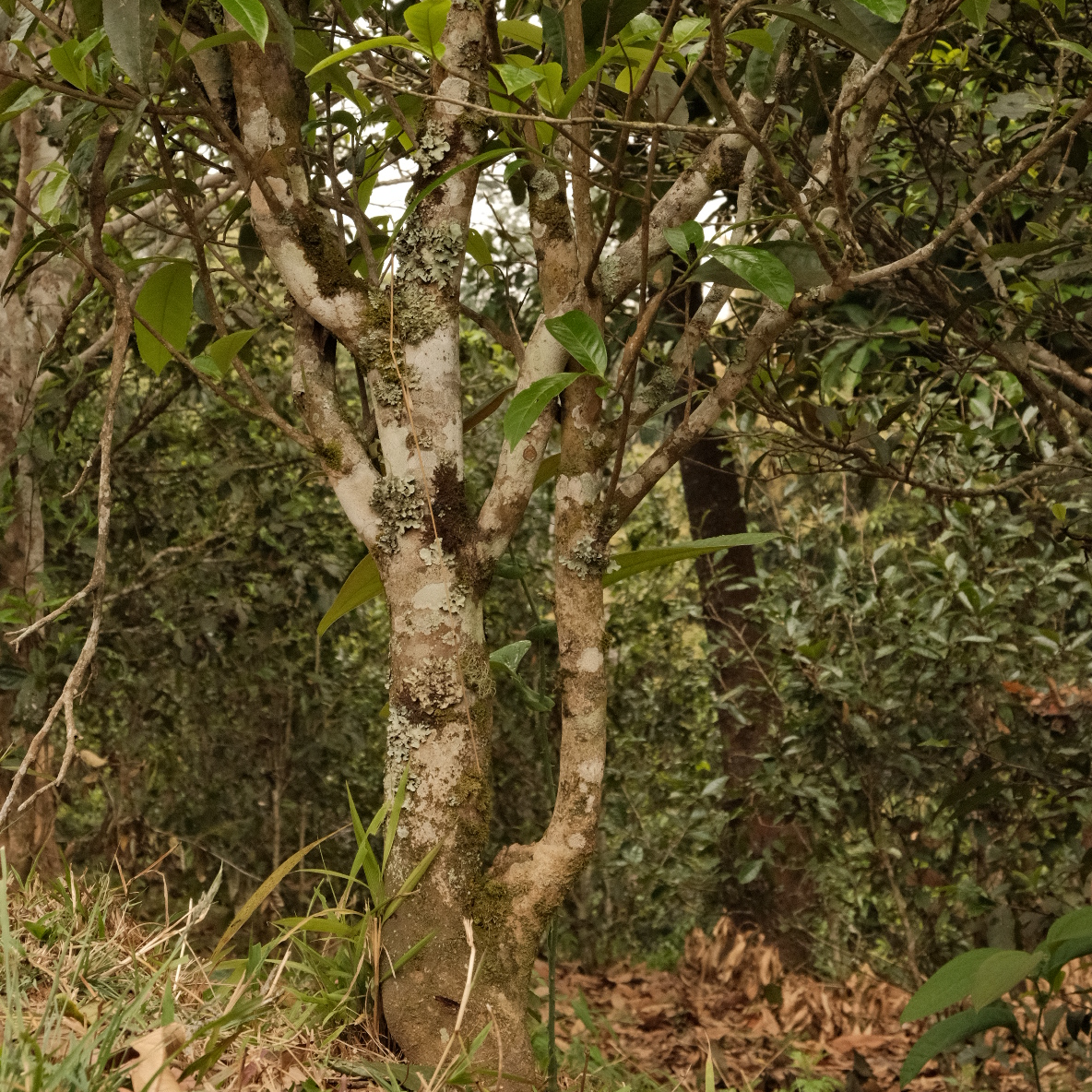 2022年犀牛塘古树秋香普洱生茶散茶（无茶样）