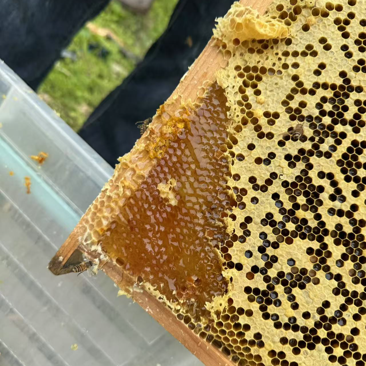 宁乡助农正宗土蜂蜜