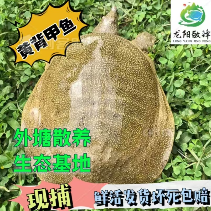 单只2-2.5斤 汉寿外塘黄甲鱼 黄背黄底 鲜活发货 保活到家