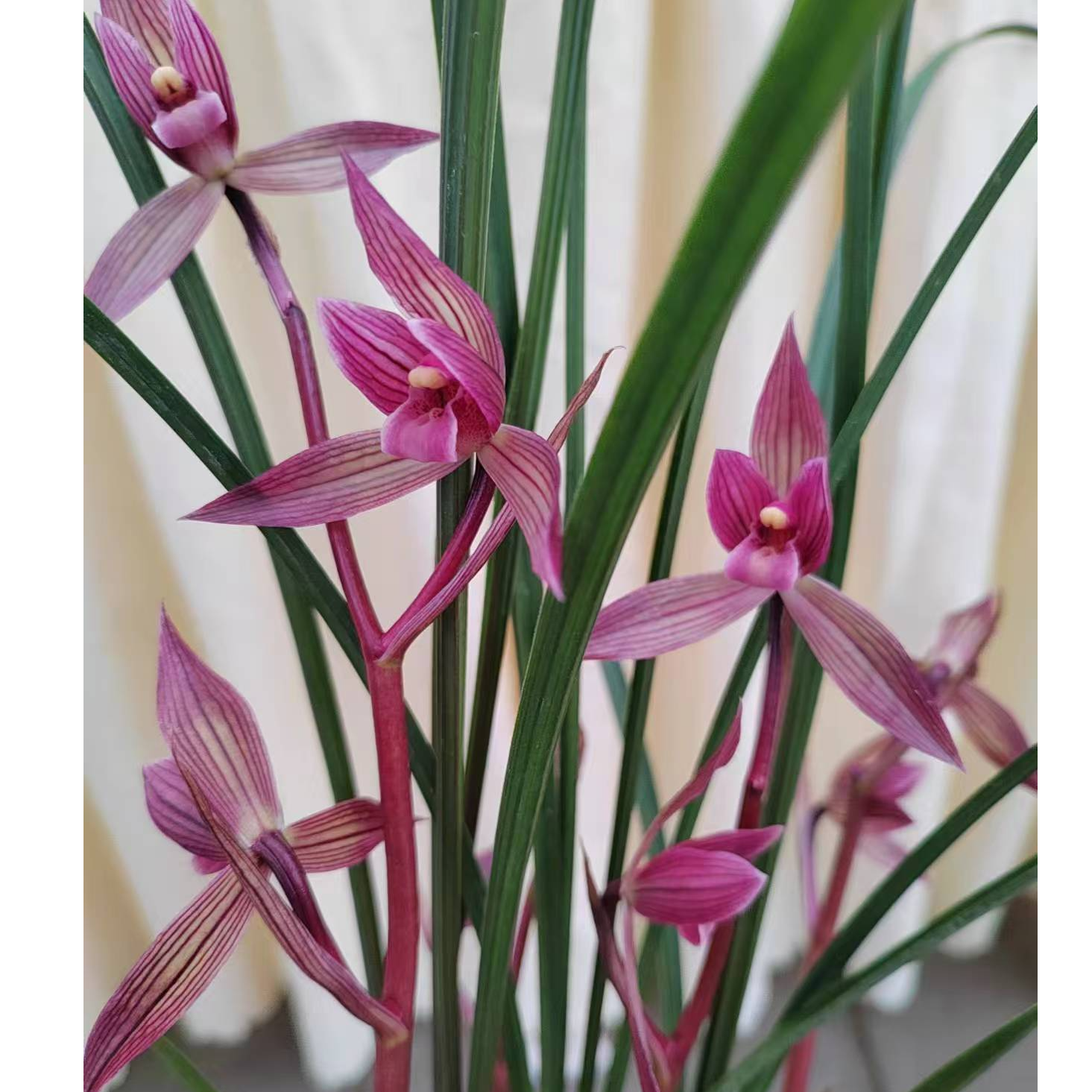 小张直播间专属拍品链接