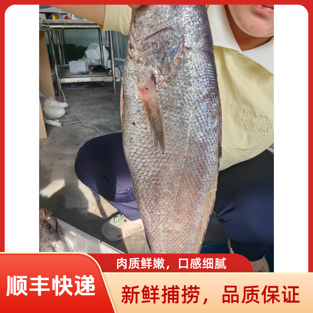 青岛当地小船海捕鳘鱼