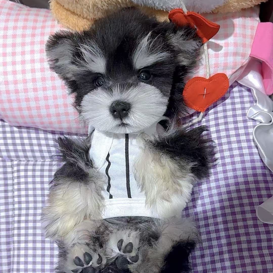 【雪姐家萌系雪纳瑞C】宠物活体萌宠小型犬狗活体