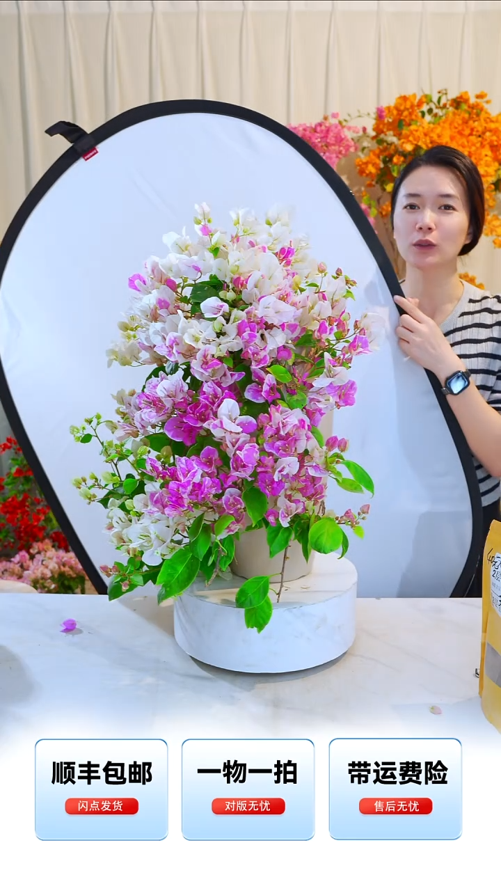 大部分开放少量花苞章红樱