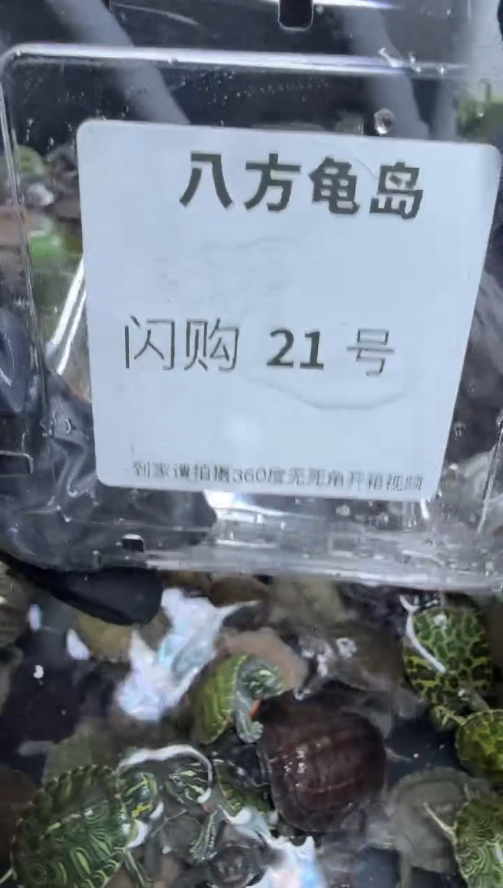 公母搭配宠物龟21号闪购