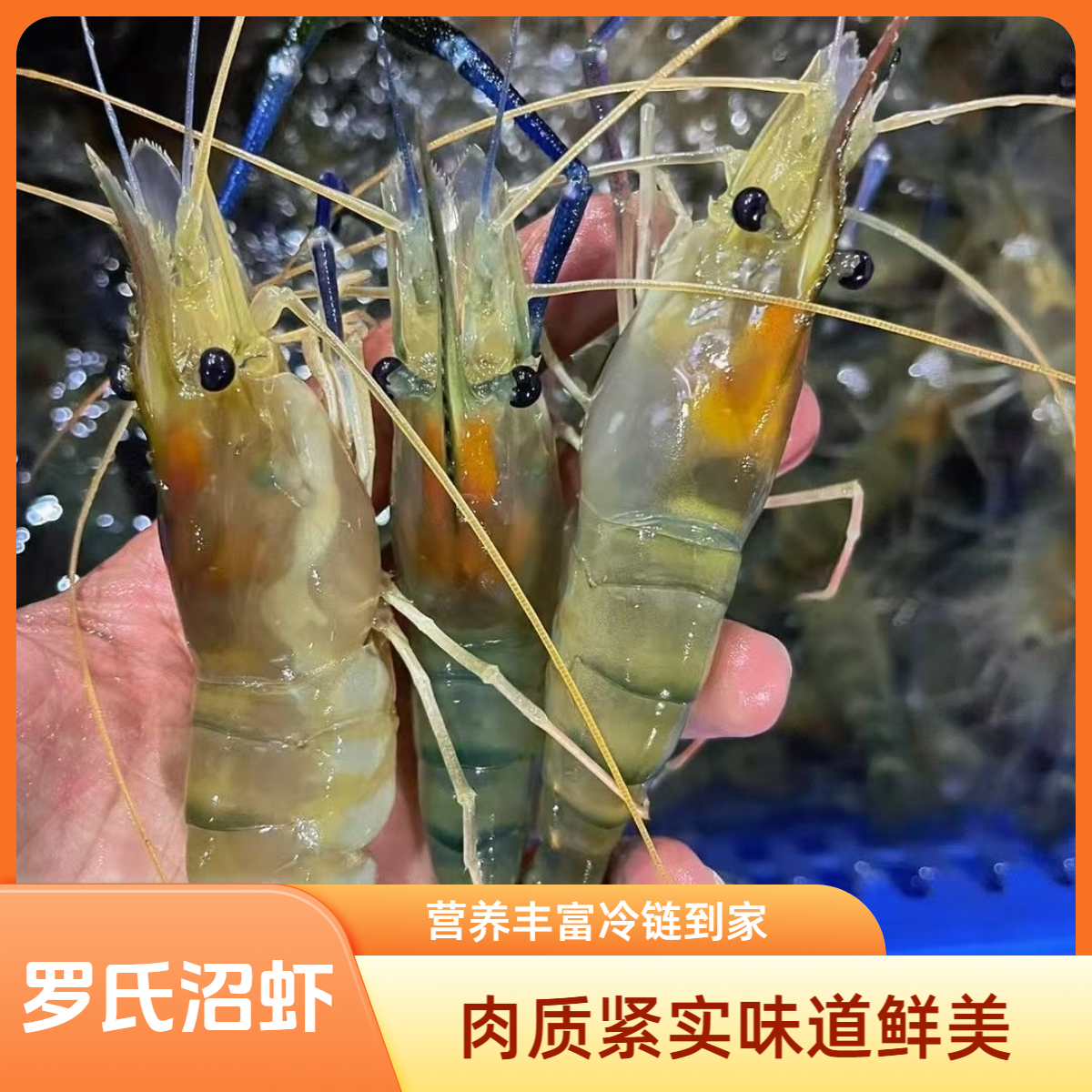 L2【拍三斤送一斤】鲜活速冻罗氏虾 淡水虾罗氏沼虾顺丰冷链包邮