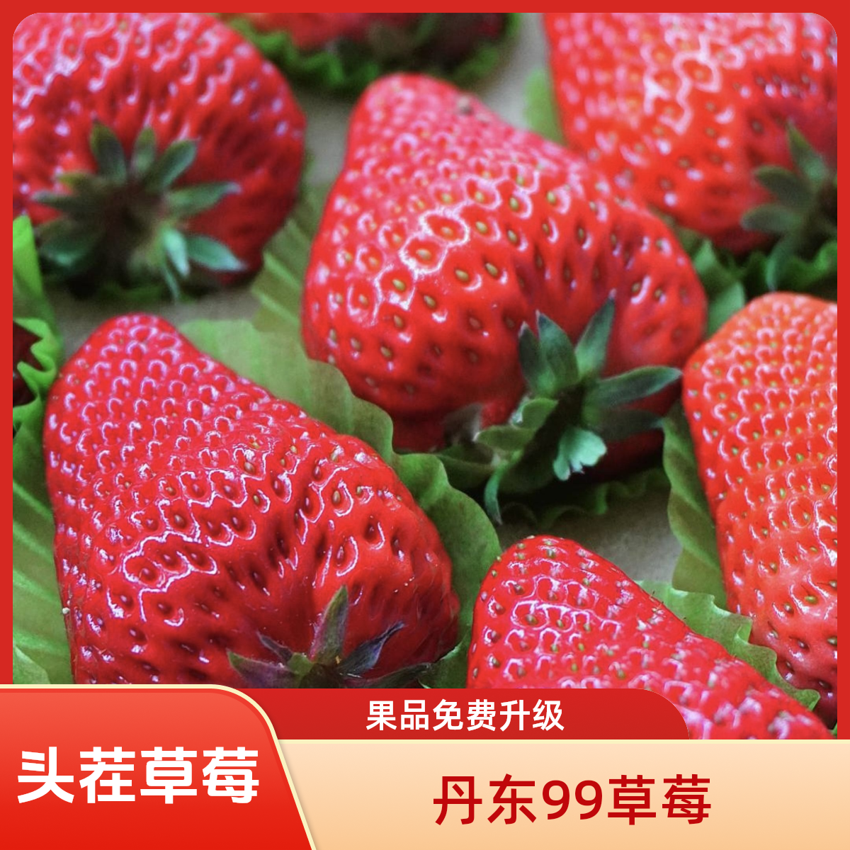【头茬】丹东99草莓 现采现摘顺丰冷链 新鲜产地直发