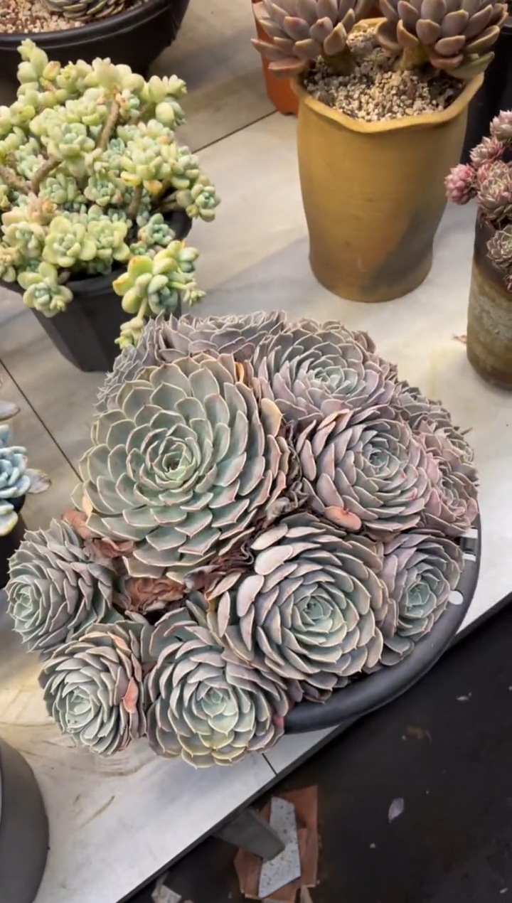 【闪购商品】156天赐