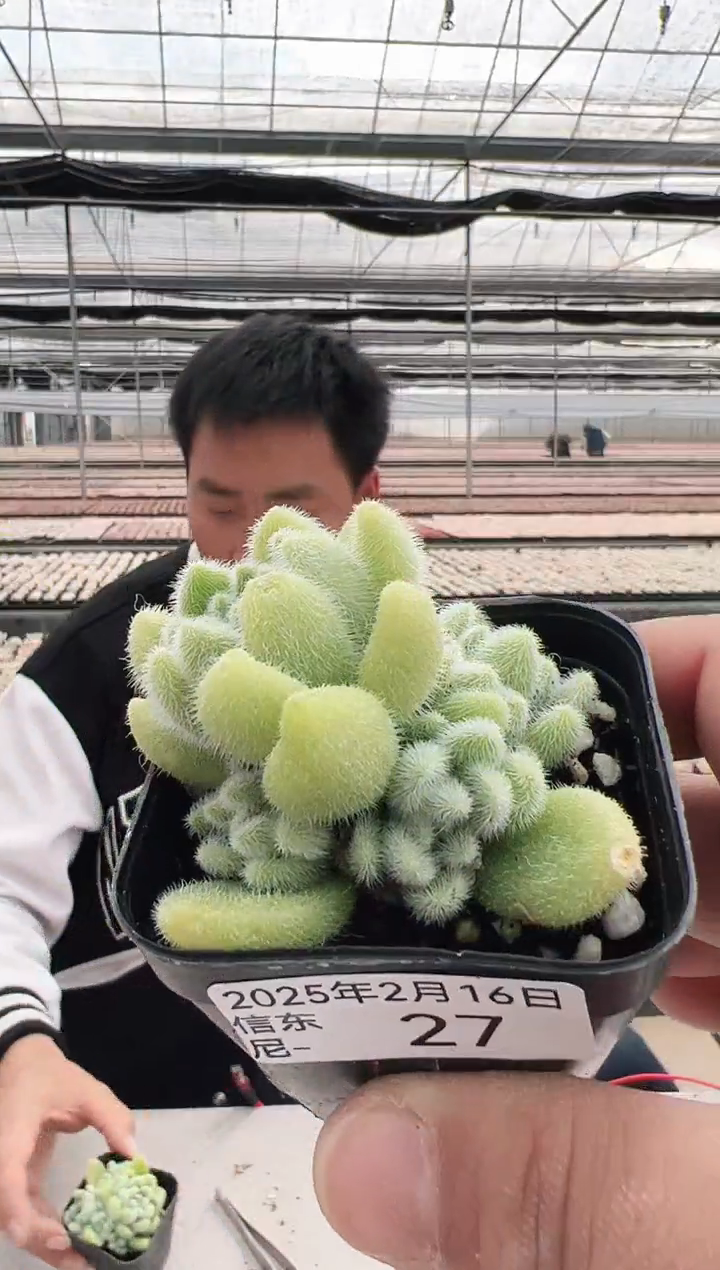 【闪购商品】信东尼多肉-27