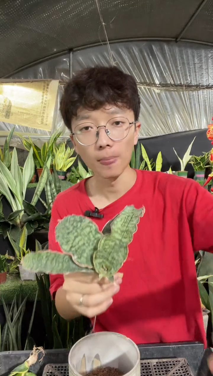 泰品龙翼裸根18.8