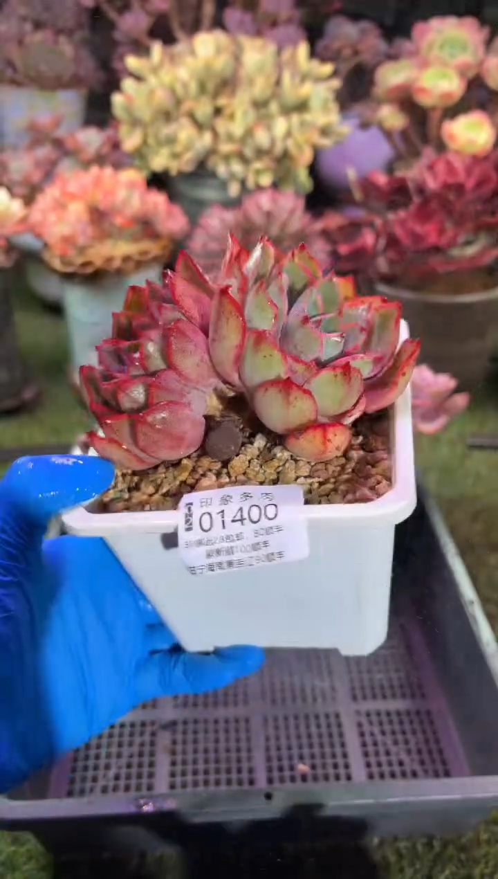 【闪购商品】01400