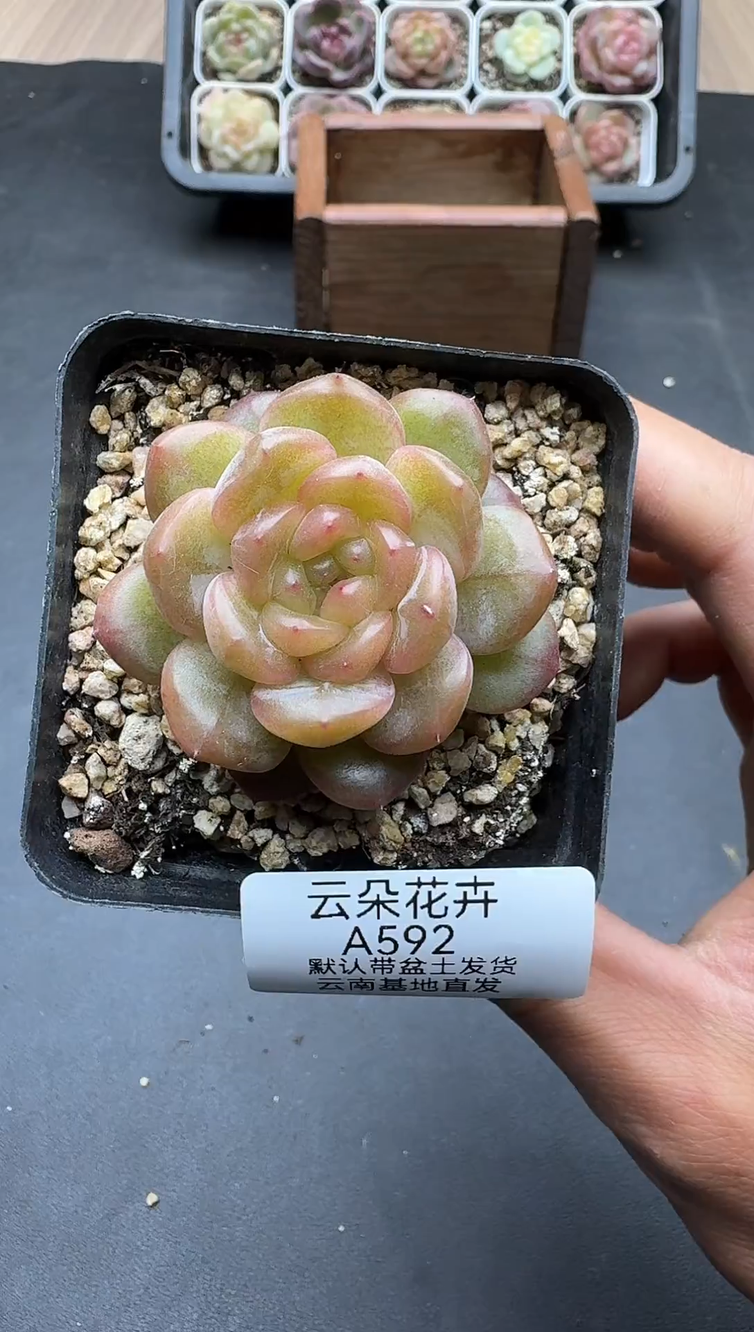 珍妮杂交多哦肉A592