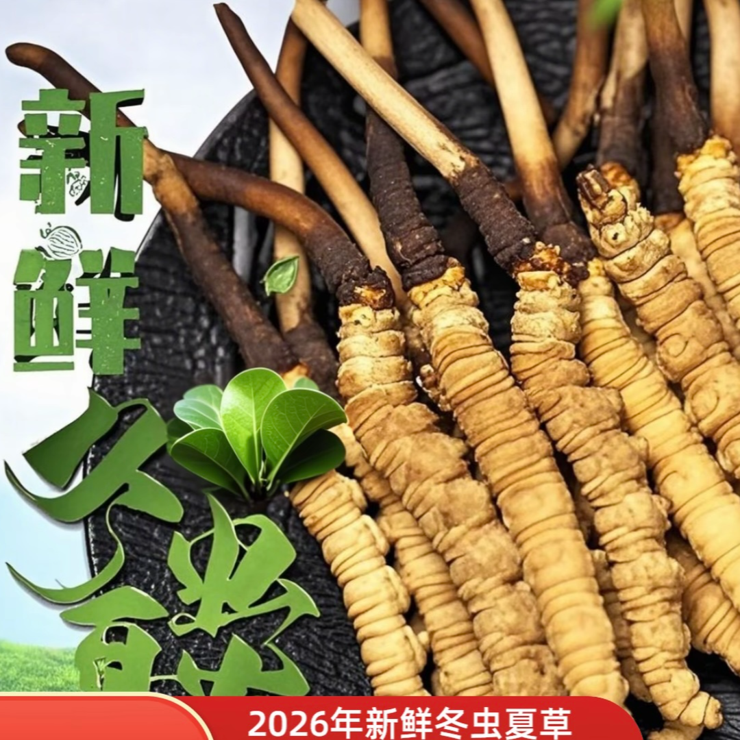 【日照金山】头茬鲜冬虫夏草（1.3~1.5克选王）滋补养生送礼自用