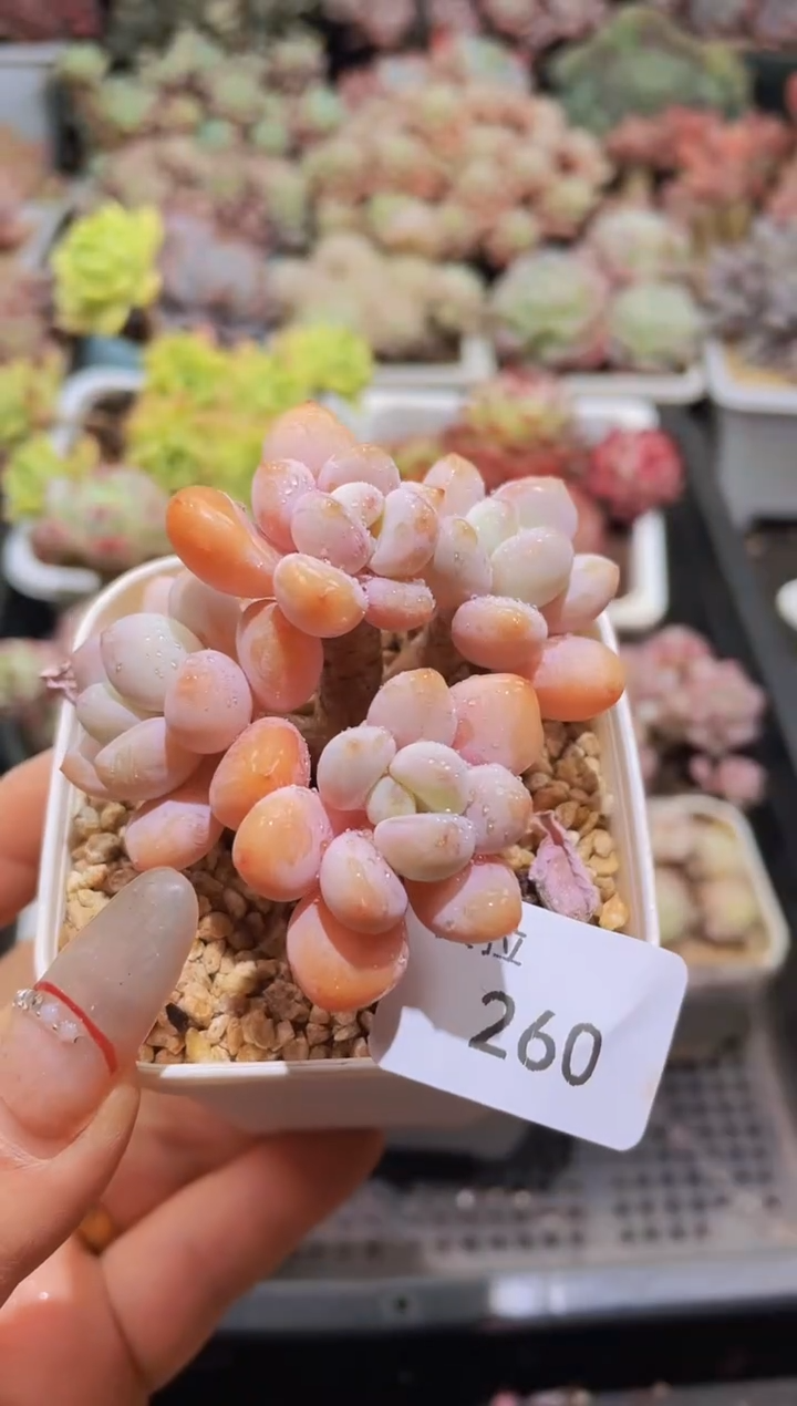 【闪购商品】260洛神群