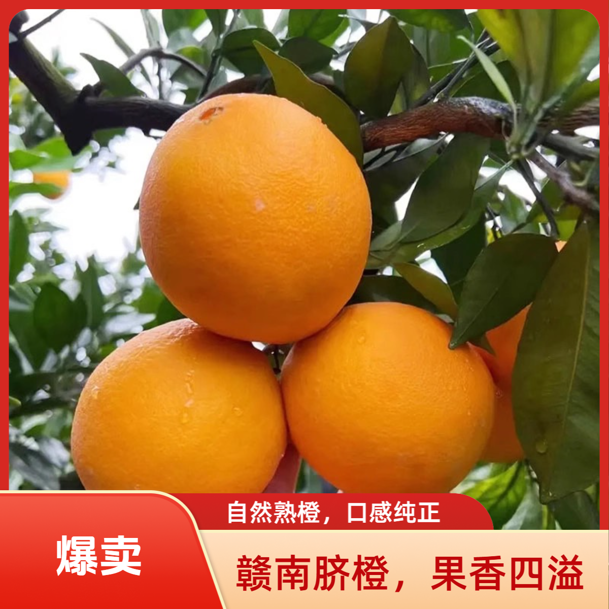 MJ江西赣南脐橙原产地直发新鲜当季水果香甜多汁手剥橙子整箱5斤/10斤127江西省