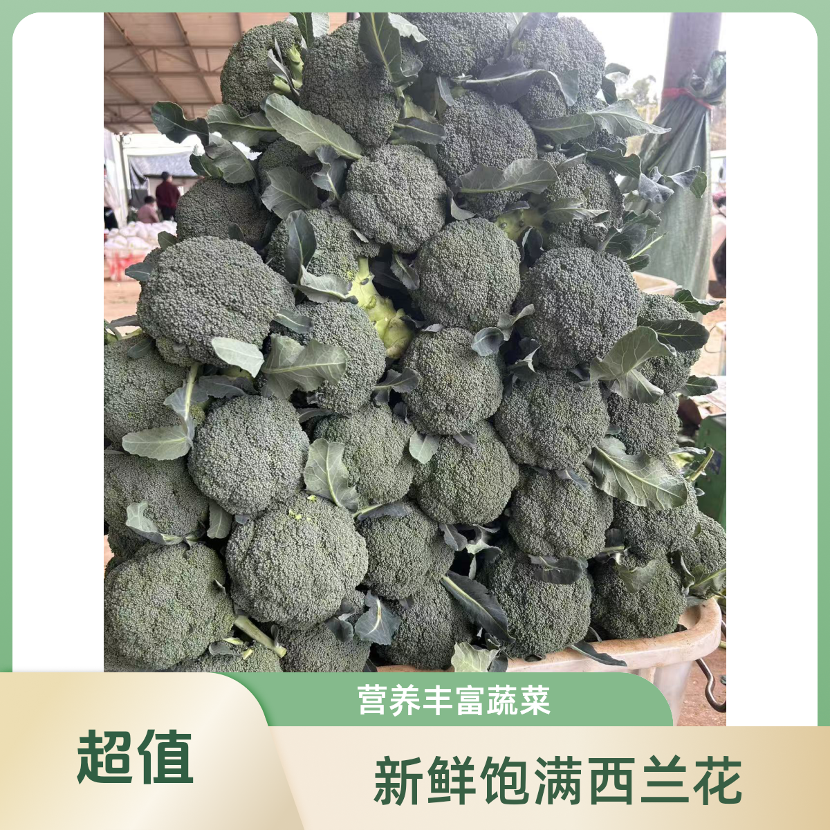 新鲜西兰花露天种植现摘现发清甜可口时令蔬菜