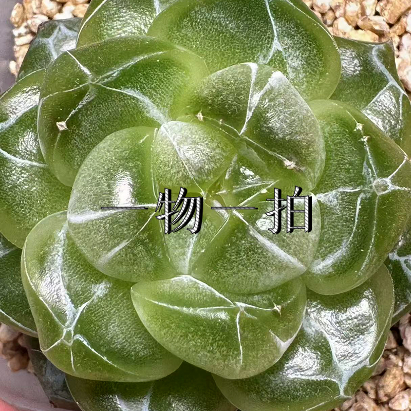 （筐七九）拍够3颗包邮 多肉珍妮6月16日晚上