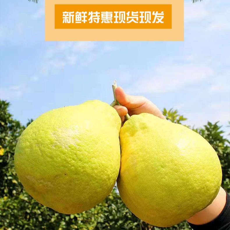 【应季鲜果】正宗广西沙田柚当季新鲜纯甜柚子白心孕妇水果柚子