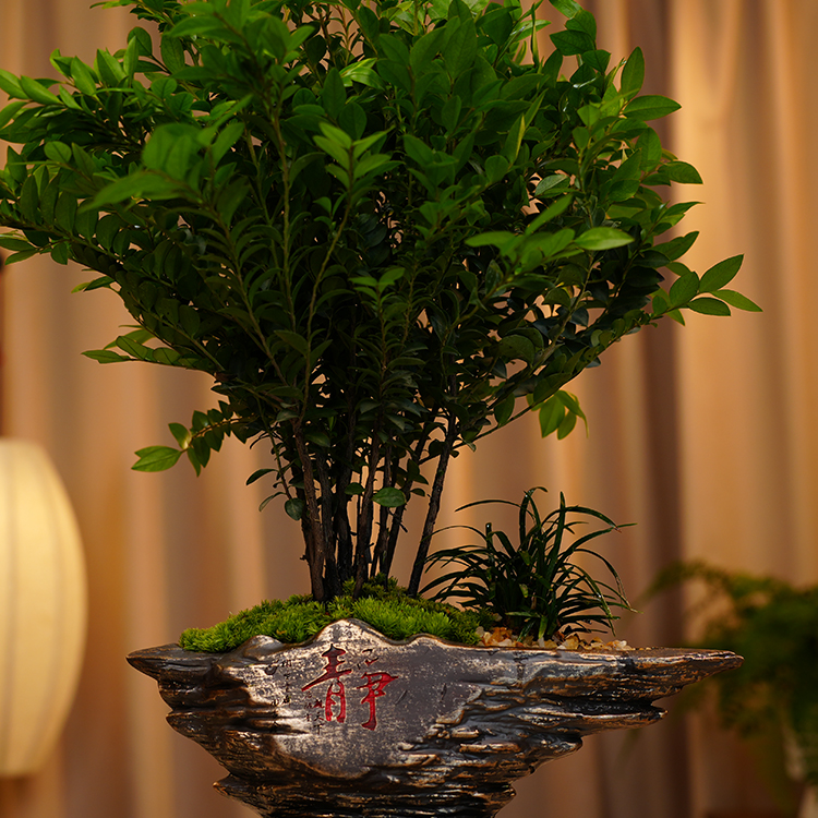 丛林小叶紫檀绿植盆栽客厅四季好养室内种植桌面小盆景植物摆件