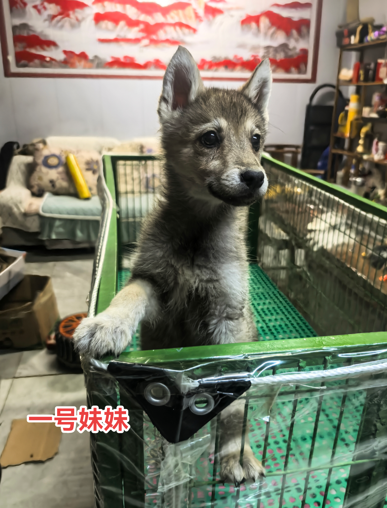 定金～捷克狼定金拍这里