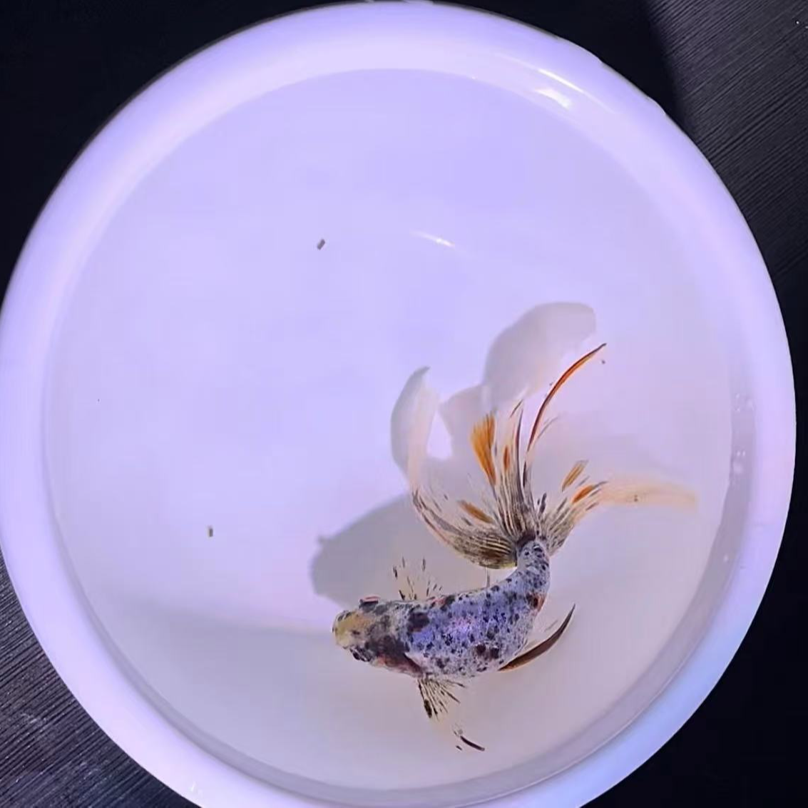 活体丹凤传统观赏鱼冷水鱼淡水鱼