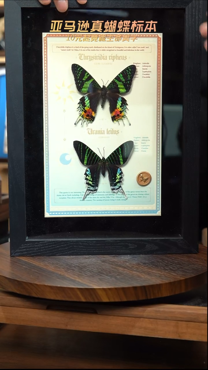 太阳蛾+月亮蛾设计款A4黑框