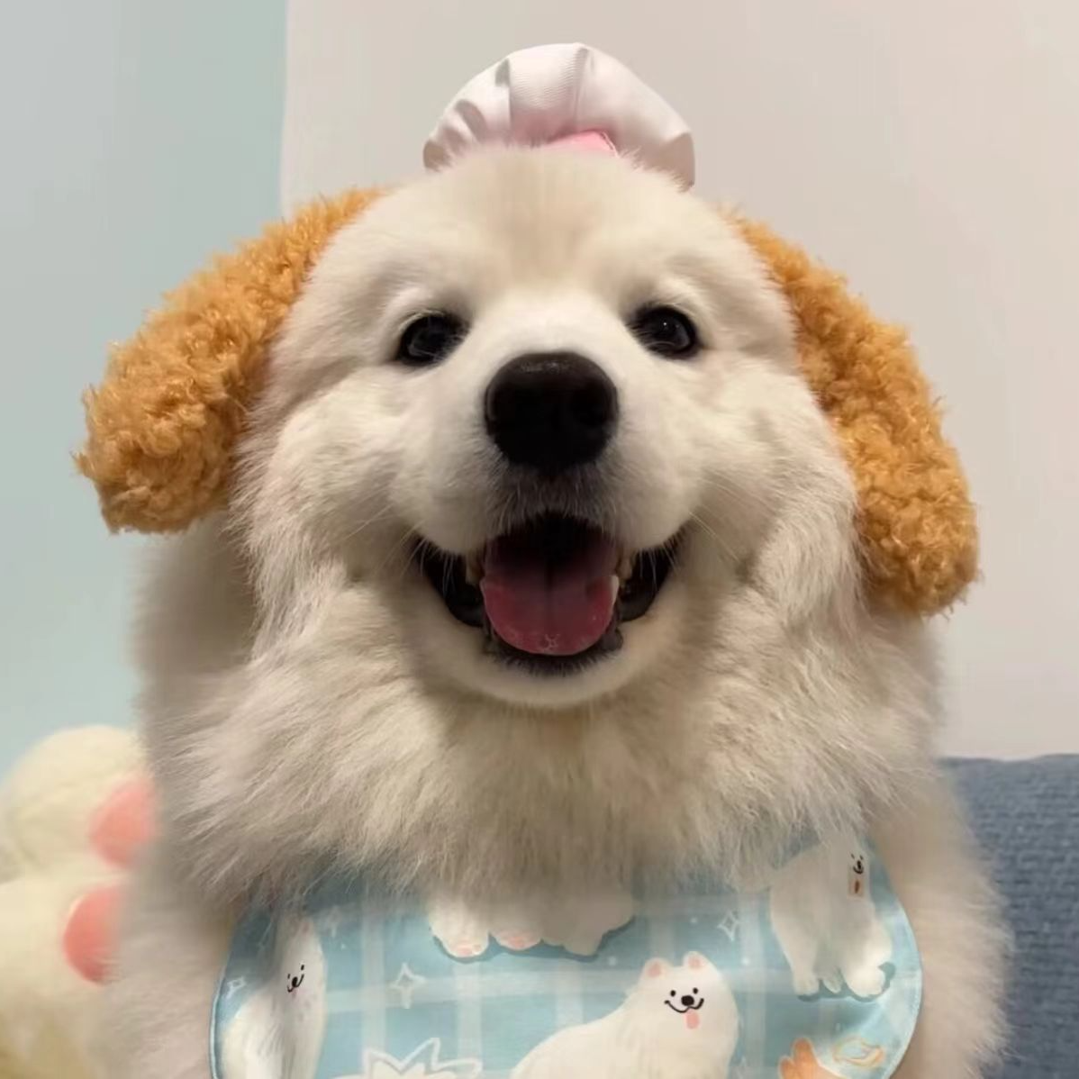 遇见它犬业专属链接宠物狗活体东德-6