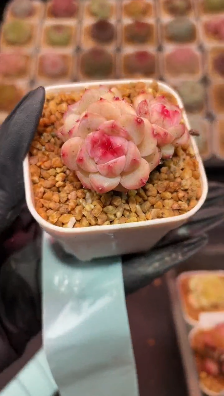 闪购272  牡丹多肉一颗