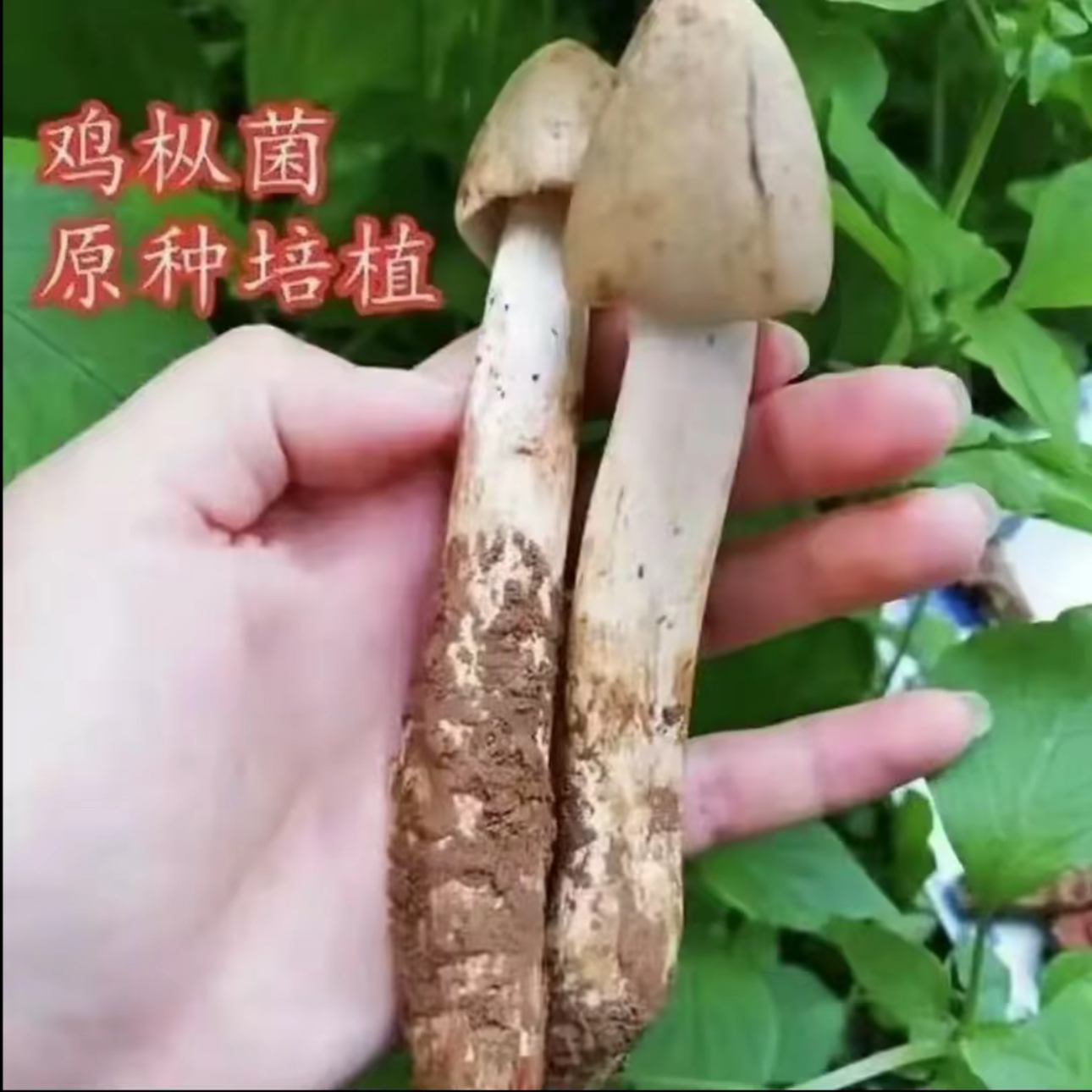 鸡枞菌种子草鸡菌包高产菌伞把菇三塔菌鸡肉菌夏至菇四季可种菌种