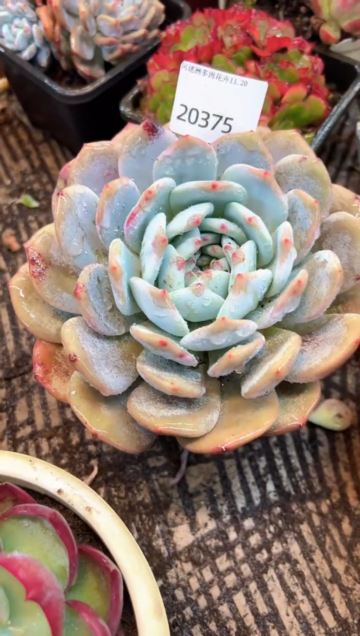 桃**姚多肉植物一物一拍20375