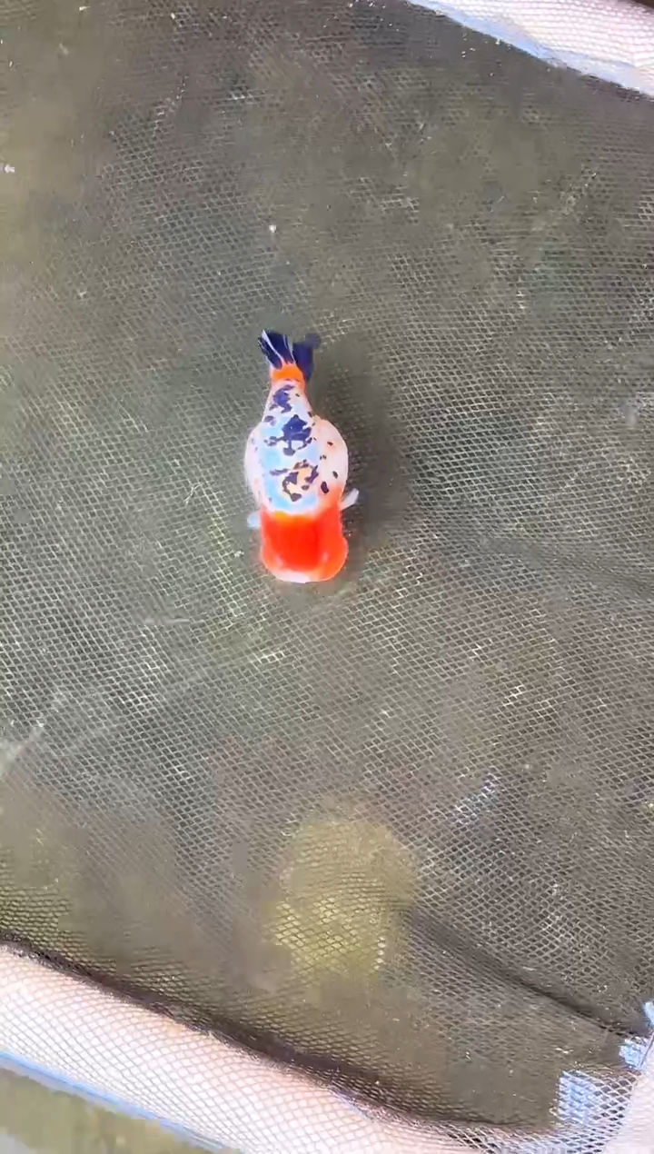 金鱼Z*Z水娃娃渔场兰寿观赏鱼 不包邮