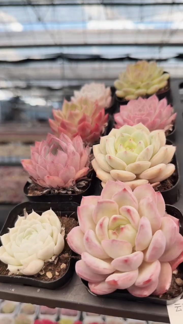 东云多肉园新款-13