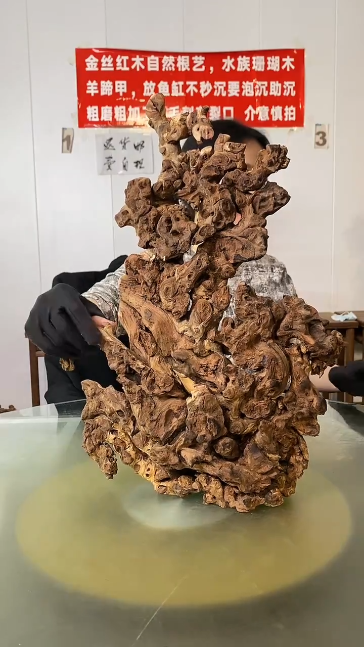 木大**名金丝红木 羊蹄甲