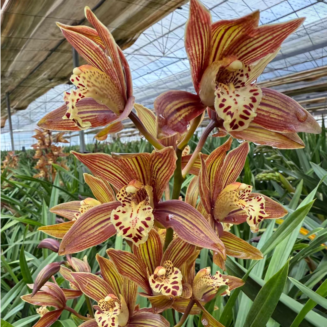 年宵花大花蕙兰【咖啡时光】