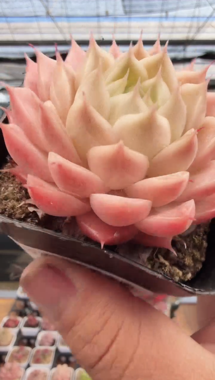 东云多肉园新款-225