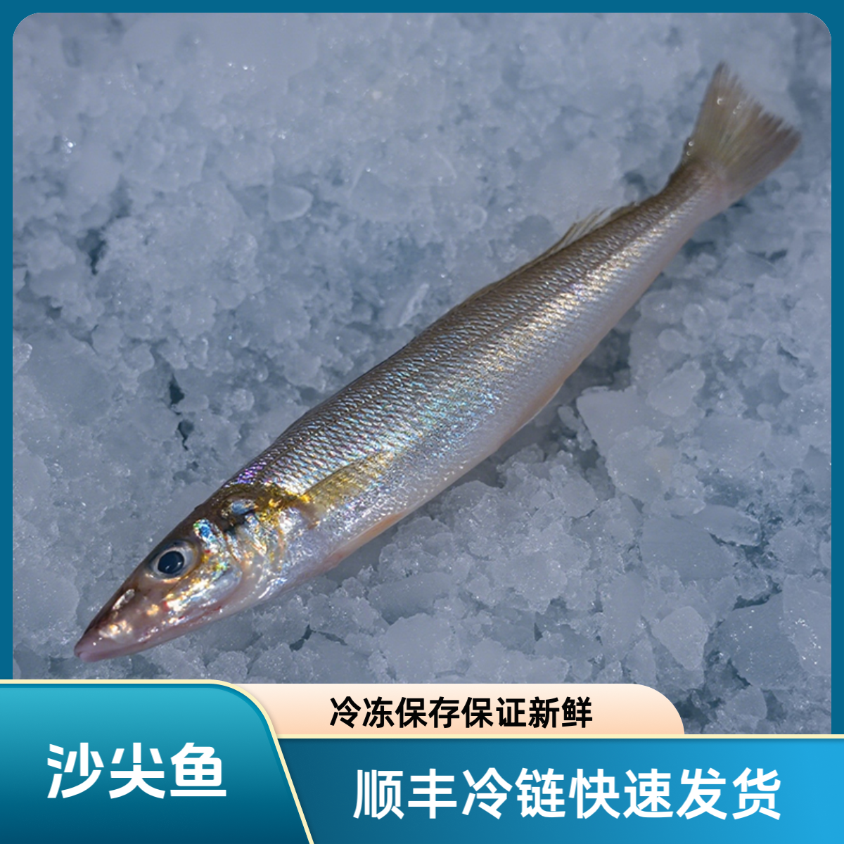 【压冰发货】沙尖沙肠仔沙钻鱼沙梭 18-22只 约两斤 顺丰发货