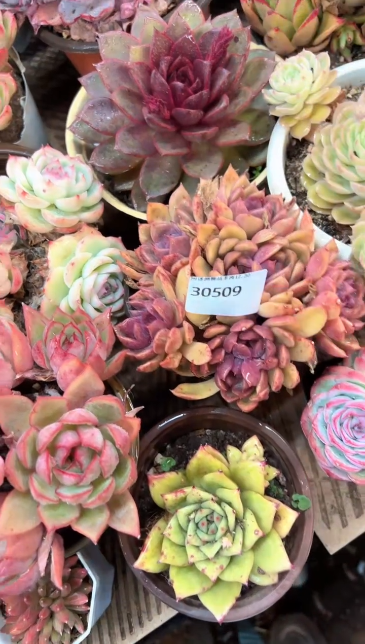 时**一多肉植物一物一拍30509