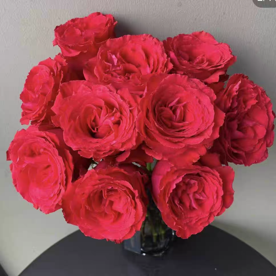 【帝王】月季花苗灌木大花切花玫瑰直立勤花抗病多季